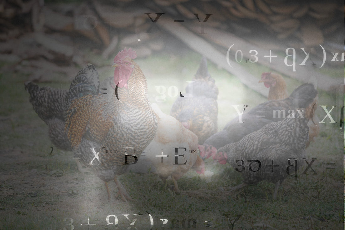 The Mystery of “Chicken Math”