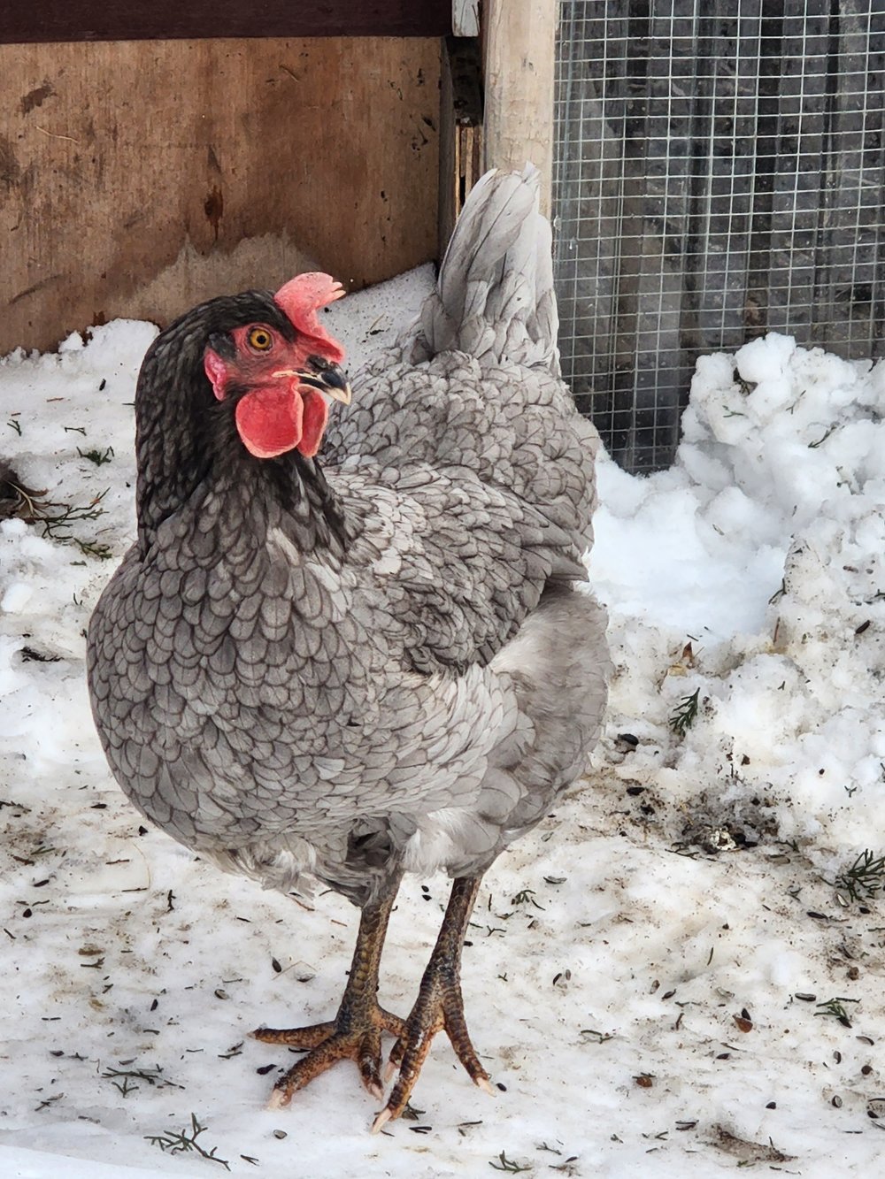 Why Backyard Chickens Aren't For Everyone