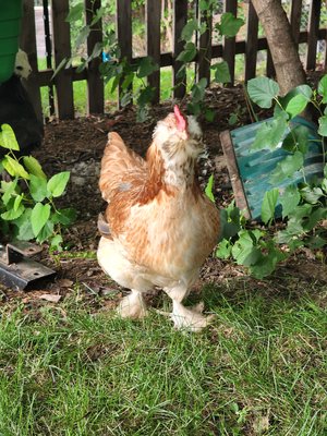 Backyard Chicken Consult