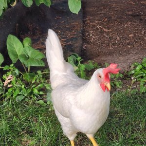 Backyard Chicken Academy